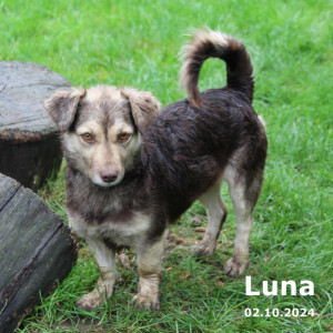 Luna (vermittelt)