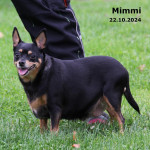 Mimmi (vermittelt)