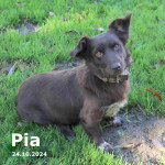 Pia (vermittelt)