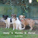 Diana & Monika & Marius (alle vermittelt)