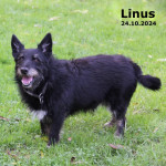 Linus