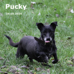 Pucky