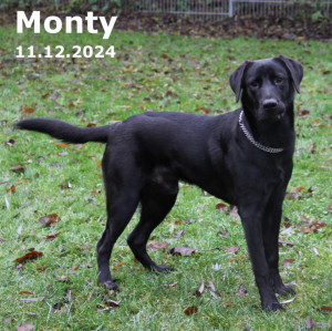 Monty (vermittelt)