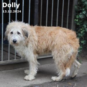 Dolly