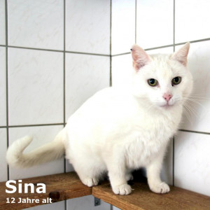 Sina (vermittelt)