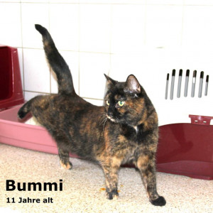Bummi (vermittelt)
