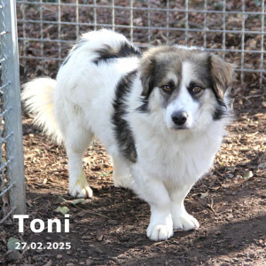 Toni