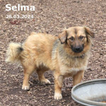 Selma (vermittelt)