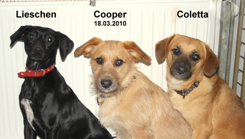 Lieschen, Cooper, Coletta