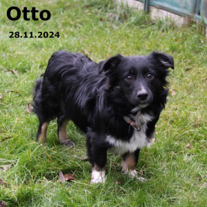 Otto