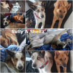 Sully & Sheila