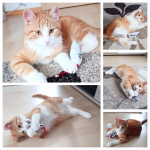 Gustav