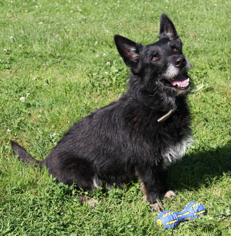 Linus – 291 Tage im Tierheim – jetzt startet er in ein neues Leben