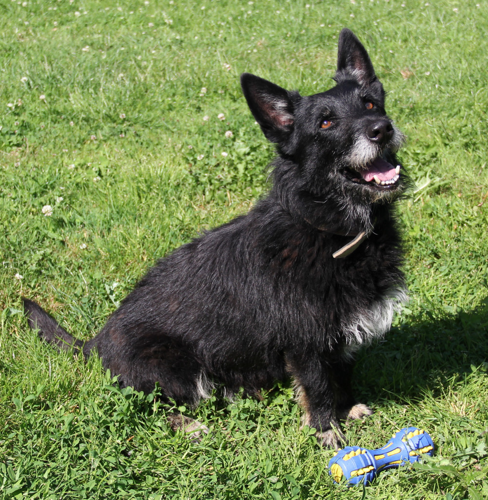 Linus – 291 Tage im Tierheim – jetzt startet er in ein neues Leben