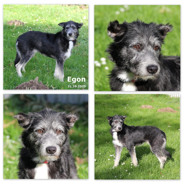 Rasse: Mischling—Schulterhöhe: ca. 54 cm— Geschlecht: männlich, geimpft, gechipt, kastriert— Mittelmeertest: negativ— geboren: 28.08.2025