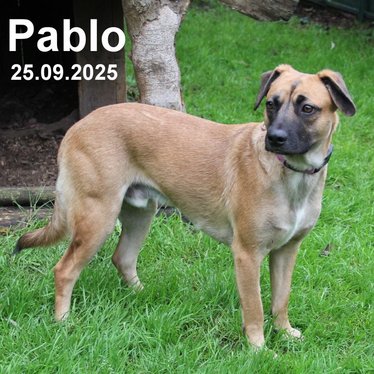 Rasse: Mischling—Schulterhöhe: ca. 50 cm Geschlecht: männlich, geimpft, gechipt, kastriert— Mittelmeertest: negativ— geboren: 01.07.2024