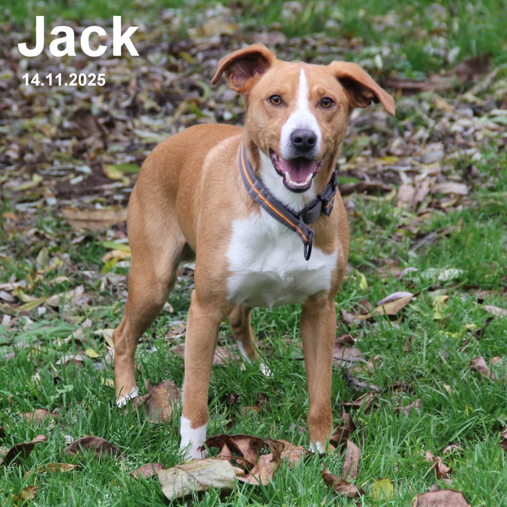 Jack --- Mischling --- Schulterhöhe: ca. 40 cm --- Geschlecht: männlich, geimpft, gechippt --- geboren: 05.05.2023--- Jack, ein junger agil Rüde, der leider unter Tränen im Tierheim abgegeben werden musste. Jack ist freundlich, temperamentvoll, sehr agil und menschenbezogen. Sein Freude drückt er gern mit anspringen aus, lässt sich jedoch super korrigieren. Die Kommandos kennt er, man muss es jedoch weiter trainieren. Für ihn suchen wir eine Familie, die ihm nun das 1 x 1 einer guten Hundererziehung beibringt. Es dürfen gern Kinder (über 10 Jahre) im Haushalt leben. Seine neue Familie sollte aktiv sein und ihm Zeit zum eingewöhnen geben. Möchten Sie Jack kennenlernen? Dann vereinbaren Sie bitte einen telefonischen Termin mit uns.