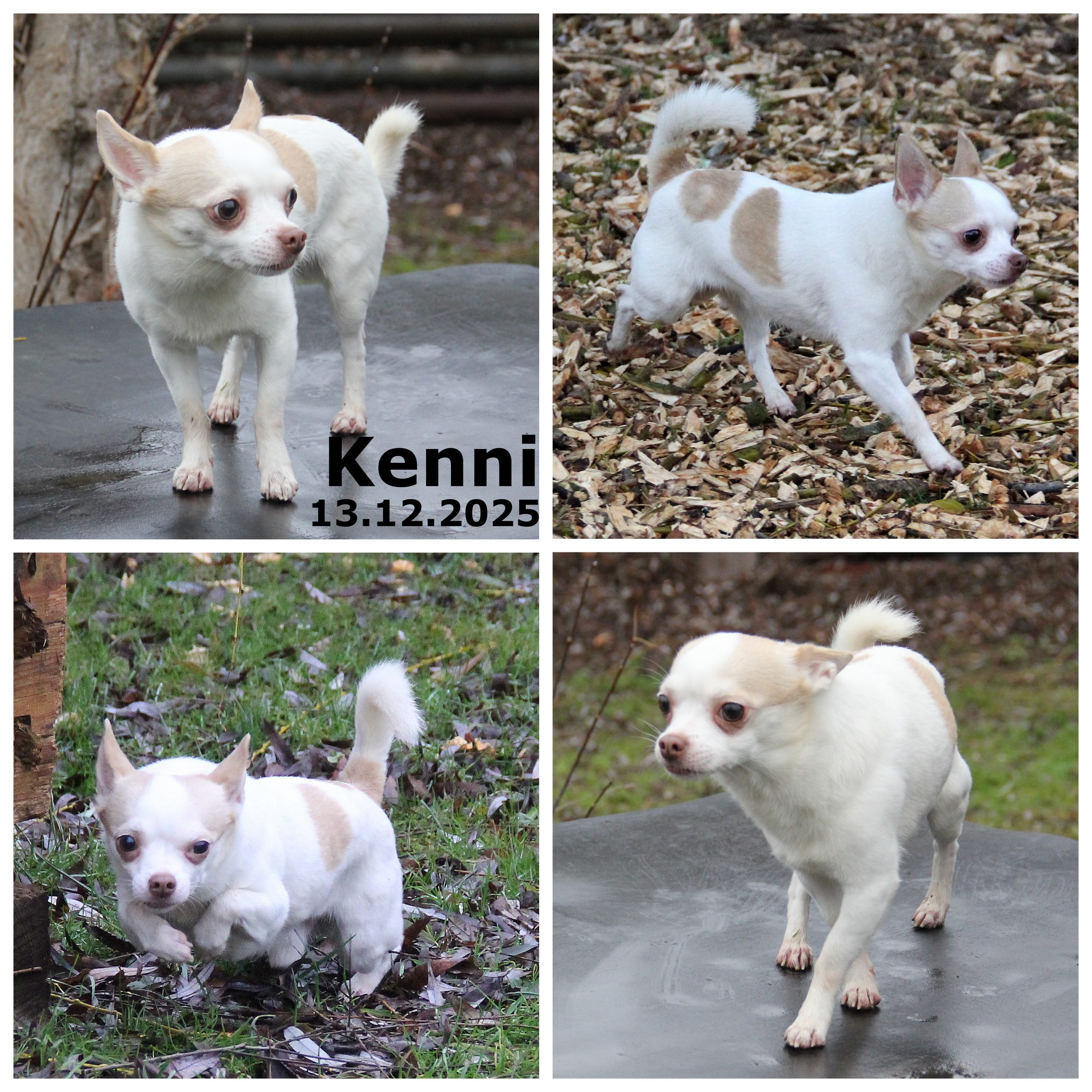 Kenni - derzeit auf Pflegestelle