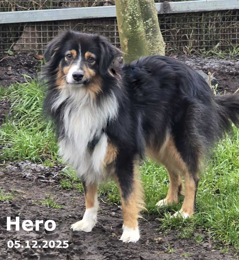 Rasse: Miniature Australien Shephard — Geschlecht: männlich — geboren: 01.01.2022