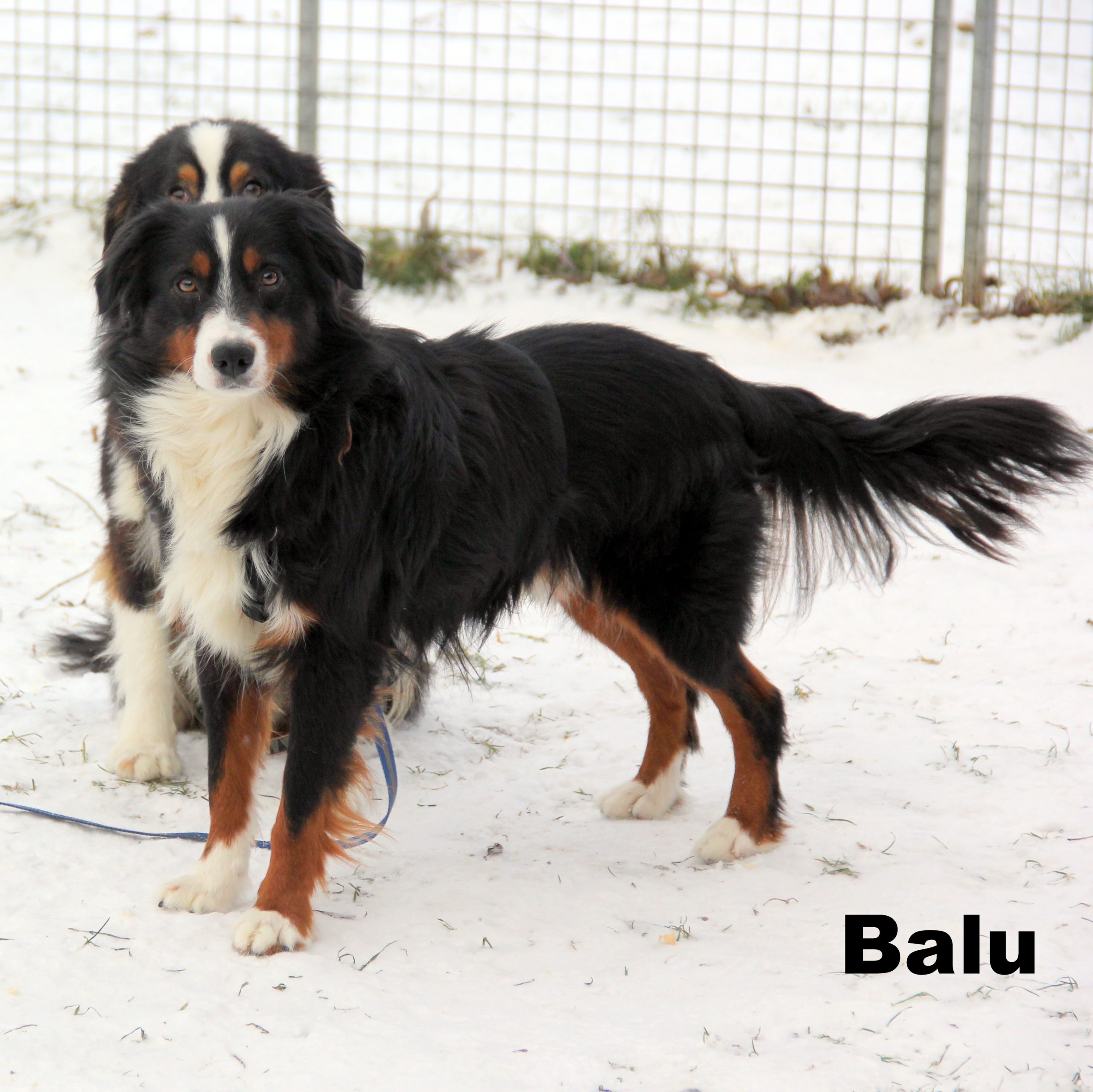 Balu Rasse: Miniature Australien Shepherd Geschlecht: männlich geboren: 02.11.2023
