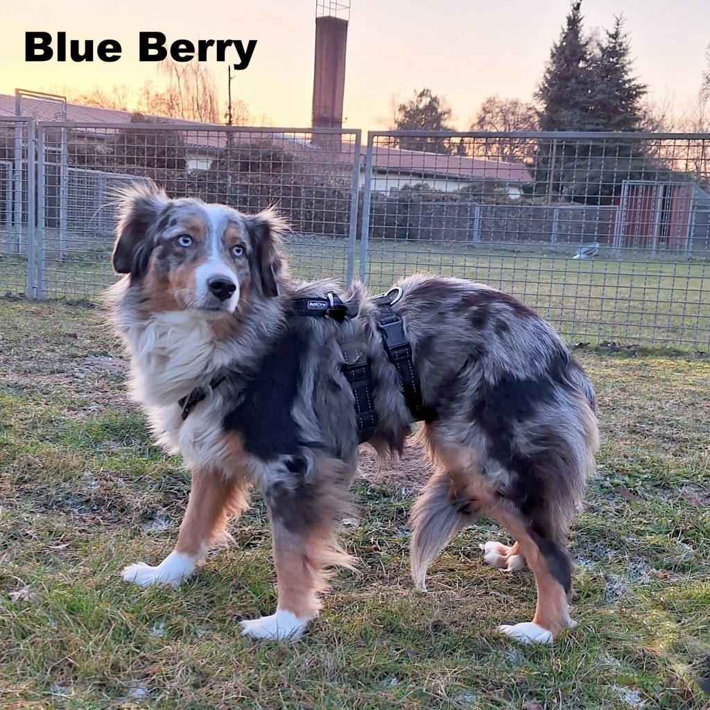 Shepherd — Geschlecht: weiblich — geboren: 08.12.2021