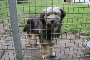 Rasse: Mischling Schulterhöhe: 55 cm Geschlecht: männlich, geimpft, gechipt, kastriert Mittelmeertest: negativ geboren: 2015