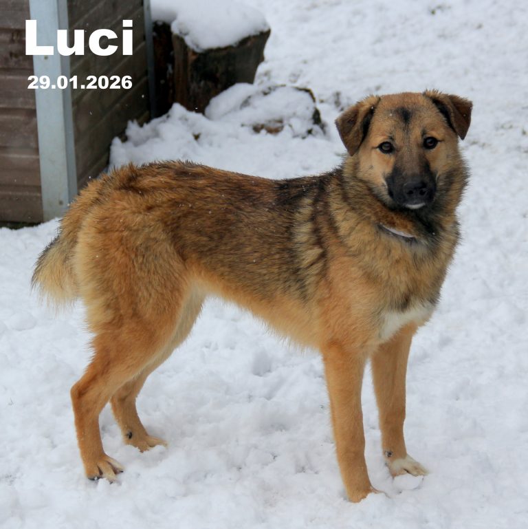 Rasse: Mischling - Geschlecht: weiblich, geimpft, gechipt, kastriert - Schulterhöhe: ca. 48 cm - geboren: 16.04.2025