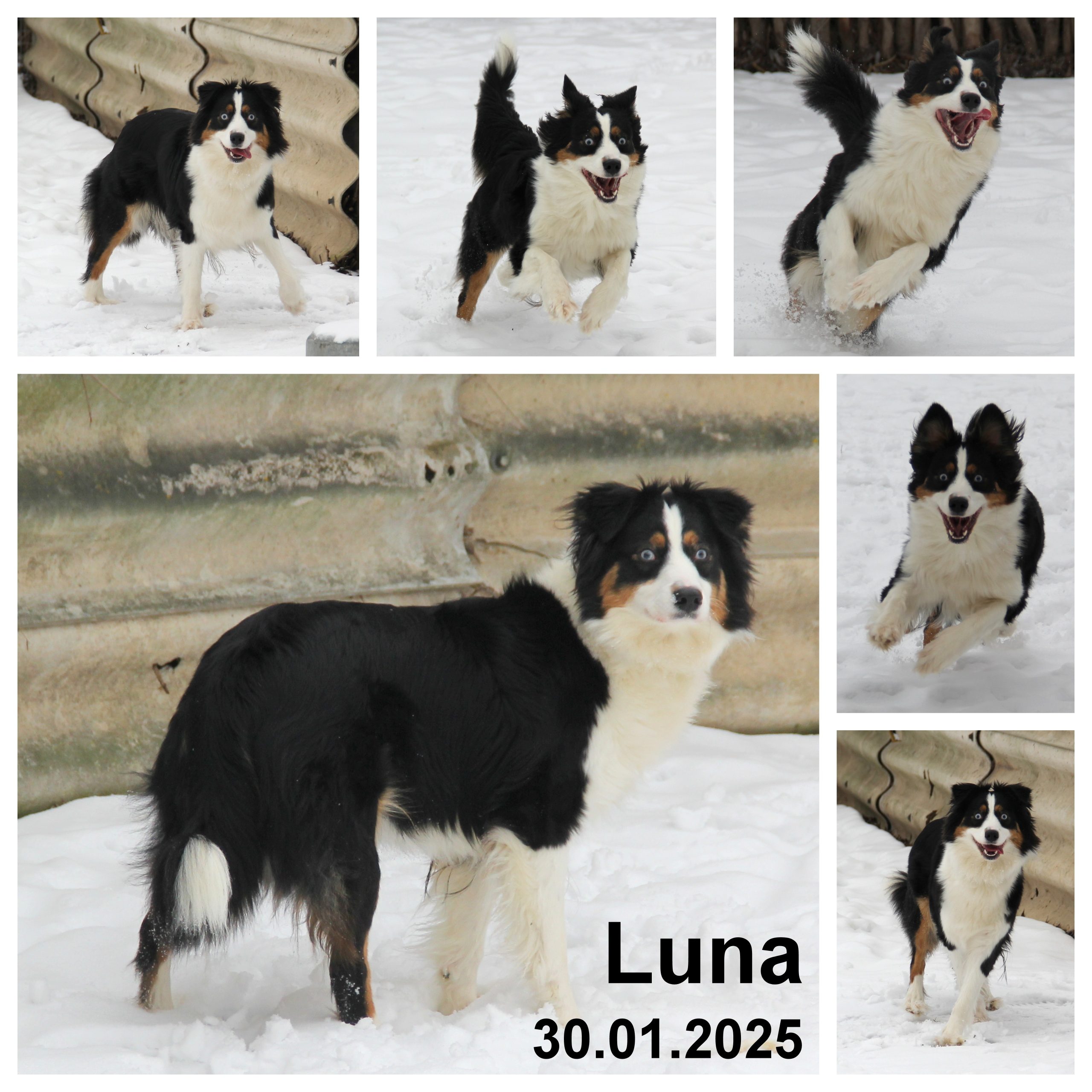 Rasse: Miniature Australien Shepherd – Geschlecht: weiblich – geboren: Juli 2024