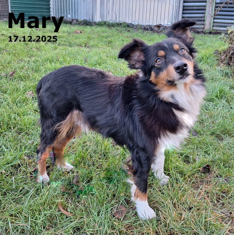 Rasse: Miniature Australien Shepherd — Geschlecht: weiblich — geboren: 05.10.2019