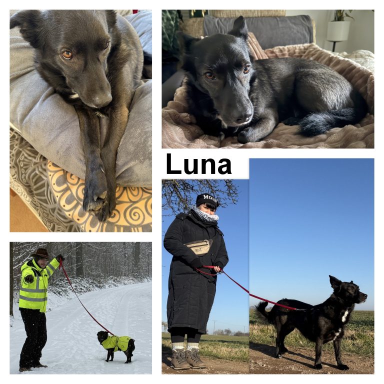 Liebes Tierheim Ostrau, wir sind sehr glücklich und dankbar mit unserer neuen Hündin Luna. Sie ist nach kurzer Zeit bei uns zu Hause angekommen und hat auch schon ihren festen Platz gefunden - in unseren Herzen und auf der Couch. Sie ist unglaublich lieb und geht sehr gerne spazieren. Sie schaut sich ihre neue Umgebung sehr genau an und freut sich jeden Tag auf eine neue Strecke die wir gemeinsam mit ihr erkunden. Die anfängliche Unsicherheit ist mittlerweile Neugier und Spaß beim Entdecken gewichen. Am Anfang war sie sehr ängstlich und wir haben ihr den Raum und die Zeit gegeben, die sie brauchte, um ihr neues Zuhause und ihre neuen Menschen kennen zu lernen. Wir freuen uns auf jeden Fortschritt den Luna macht - wenn sie von ihrem Rückzugsort im Obergeschoss nach unten kommt und schaut was wir machen. Auch wenn sie in die Stube kommt, auf die Couch hüpft und mit ihrem Spielzeug anfängt zu spielen. Da war auch ein besonderer Moment für uns, als sie aus der Spielzeugkiste den blauen Elefant, den wir von ihnen bekommen haben, geholt hat und anfing zu spielen. Luna hat uns auch schon ihr Spielzug angeboten und wir konnten mit ihr spielen. Wir freuen uns immer wenn sie zu uns kommt und zum Spielen auffordert. Nachts schläft sie immer an unserer Seite, eingekuschelt in ihr weiches, warmes Bett. Bei neuen, ihr unbekannten Menschen war sie anfangs sehr scheu. Wir lassen sie entscheiden, ob sie Kontakt mit ihnen möchte oder nicht. Mittlerweile ist sie viel entspannter und geht auch nach kurzer Zeit auf die Menschen zu. Sie freut sich auch schon, wenn sie beim Spazieren unsere Nachbarin sieht, von der sie sich ein paar Streicheleinheiten abholen kann. Autofahren üben wir auch mit ihr. Die Angst und Unsicherheit dabei weicht immer mehr der Neugier und Vorfreude auf das Reiseziel. Wir versuchen, die Autofahrt immer mit einem schönen Spaziergang o.ä. für sie zu verbinden. Sie zittert und hechelt zwar immer noch etwas während der Fahrt, aber sie sieht auch neugierig aus dem Fenster. Wir konnten auch noch kurzfristig einen Termin mit der Hundetrainerin Jennifer von "hunde(r)leben" bekommen. Sie wird uns jetzt im Februar besuchen und uns sicher gute Tips geben, wie wir Luna noch mehr Sicherheit im Alltag geben können und wie wir ihr Interesse an Such- und Denkspielen wecken können. Natürlich soll sie auch noch ein paar Kommandos lernen - aber alles zu seiner Zeit. Ein bereits erwachsenes Tier aus dem Tierheim zu holen, birgt immer auch Unsicherheiten, denn man weiß nicht, was ihm bis dahin widerfahren ist und wie es in alltäglichen Situationen reagiert. Mitunter bedeutet das auch viel Engagement und Einfühlungsvermögen für die neuen Herrchen. Aber bereits Püppi, die kleine blinde Hündin, die wir ebenfalls aus dem Tierheim Ostrau zu uns geholt hatten, zeigte uns, wie dankbar und unsagbar bereichernd solch ein Familienmitglied sein kann. Wir sind guter Dinge, dass auch Luna sich gut entwickeln wird und wir noch viele Jahre voll Freude und schöner Momente mit ihr gemeinsam erleben werden. Liebe Grüße Familie G.