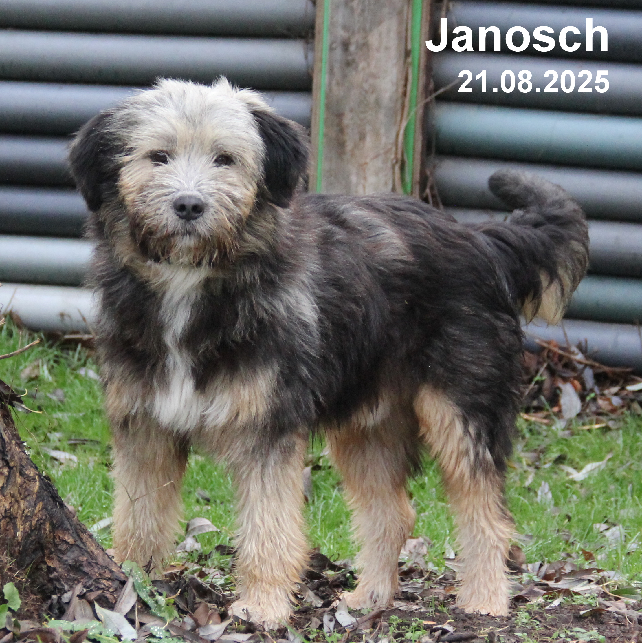 Janosch hat in seinem Leben bereits viel Leid erfahren müssen. Daher wünschen wir uns für ihn ein Zuhause, in dem er all sein Schmerz vergessen kann. Wir erleben Janosch im Tierheim als sehr unterwürfigen und verschmusten Hund. Er weiß seinen Charme einzusetzen. Dennoch ist er stellenweise noch sehr unsicher und muss noch viel lernen. Derzeit lebt Janosch mit unserer Ireen auf einem Auslauf und das klappt super. Janosch läuft schon gut an der Leine, es fehlt ihm allerdings noch die Sicherheit. Natürlich ist Janosch stubenrein. Für Janosch suchen wir gern eine ältere Familie, die für ihn da ist und Sicherheit geben kann. Ein Haus mit Grundstück ist von Vorteil. Er liegt gern auf der Wiese und liebt die Gesellschaft der Menschen. Möchten Sie Janosch kennenlernen? Dann vereinbaren Sie bitte einen telefonischen Termin mit uns. siehe auch https://tierheim-ostrau.de/janosch-gerettet-geliebt-und-wieder-verloren/