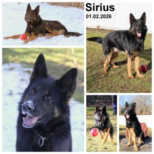 Rasse: Schäferhund - Schulterhöhe: ca. 60 cm - Geschlecht: männlich, geimpft, gechipt, kastriert - geboren: 01.01.2023